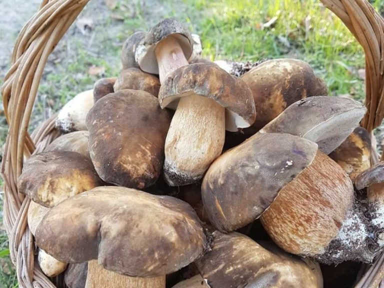 porcini